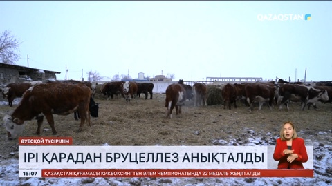 Солтүстік Қазақстанда жыл басынан бері 223 ірі қарадан бруцеллез анықталды