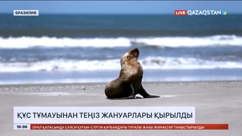 Бразилияда құс тұмауынан теңіз жануарлары қырылды