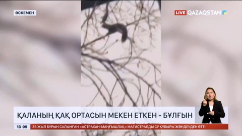 Өскемендегі көпқабатты үйлердің бірінің шатырында бұлғын аңы жүр