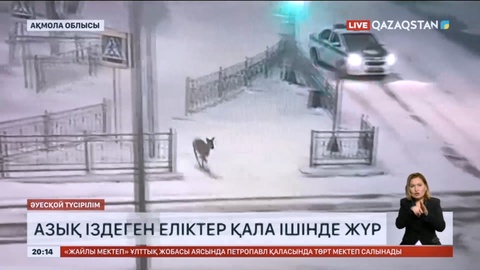 Көкшетауда қатты аязда азық іздеген еліктер қала ішіне кіріп кетті