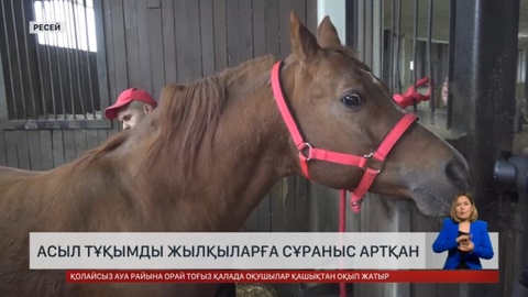 Ресейде асыл тұқымды жылқыларға сұраныс артқан