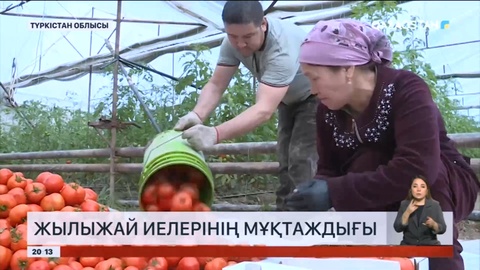 Елдегі 1500 гектарға жуық жылыжай кешенінің 80 пайызы Түркістан облысында