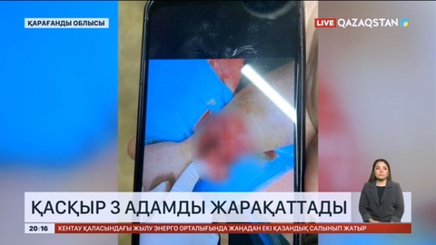 Қарқаралыда қасқыр 3 адамды жарақаттады