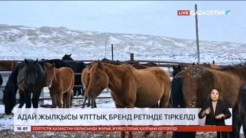 Адай жылқысы ұлттық бренд ретінде тіркелді