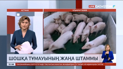 Ұлыбританияда шошқа тұмауының жаңа штаммы тіркелді