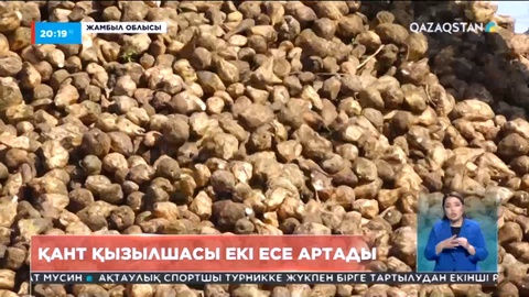 Биыл Жамбыл облысында қызылша алқаптары екі есеге артпақ