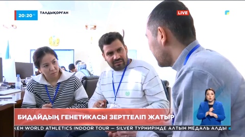 Талдықорғанда бидайдың генетикасы зерттеліп жатыр