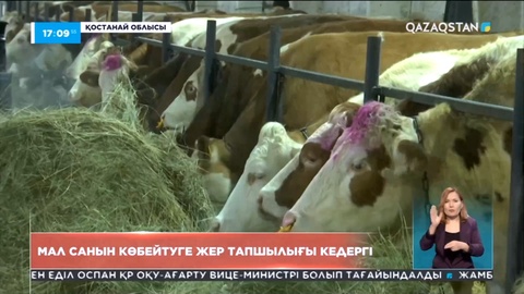 Қостанай облысында мал санын көбейтуге жер тапшылығы кедергі