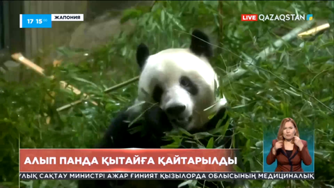 Жапонияда туып өскен алып панда Қытайға қайтарылды
