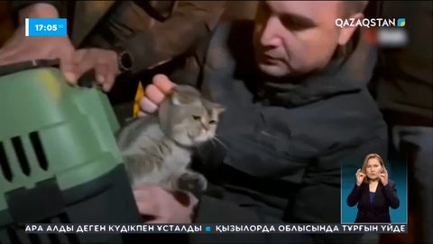 Түркияның Диярбакыр қаласында қирандының астынан мысық құтқарылды