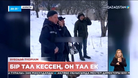 Алматы тауларында ағаштарды жаппай кескендер үш мың тал егуге міндеттелді