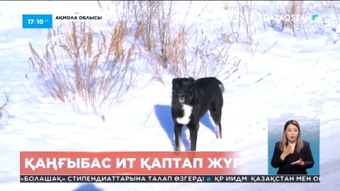 Ақмола облысында ит етін сатқан адам ұсталды
