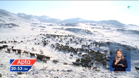 Жекеге өтіп кеткен: Елімізде жайылым жер тапшы