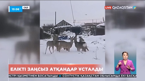 Солтүстік Қазақстан облысында елікті заңсыз атқандар ұсталды