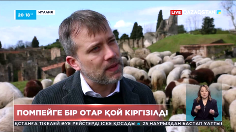 Помпейге 150 бас қой кіргізілді