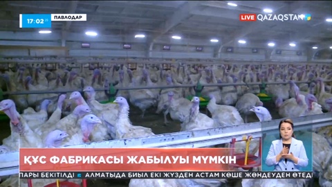 Павлодарда құс фабрикасы жабылуы мүмкін