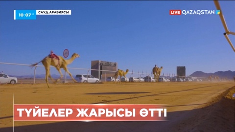 Сауд Арабиясында түйелер жарысы өтті