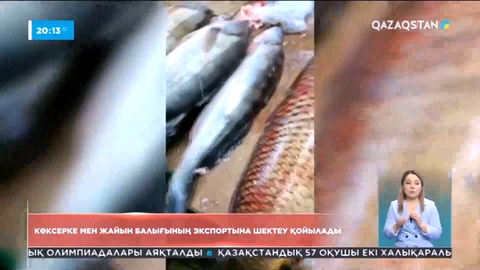 Елімізде өңделмеген көксерке мен жайын балығының экспортына шектеу қойылады