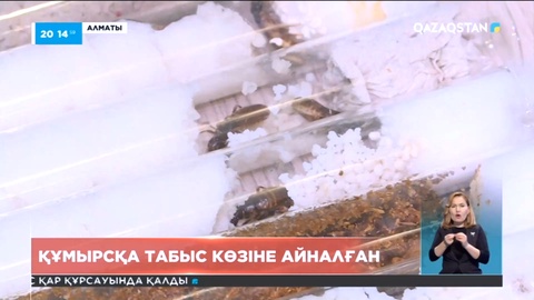 Алматыда құмырсқа табыс көзіне айналған