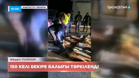 Маңғыстауда браконьерлерден 150 келіден астам бекіре тәркіленді