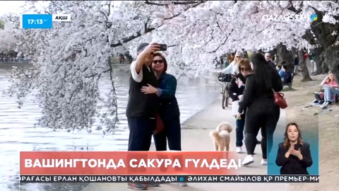 Вашингтонда сакура гүлдеді