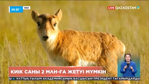 Киік саны 2 млн-ға жетуі мүмкін