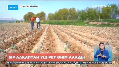 Түркістан облысы Сарыағаш ауданының диқандары биыл 2 мың гектарға жуық егіс алқабынан үш рет өнім жиып алмақ