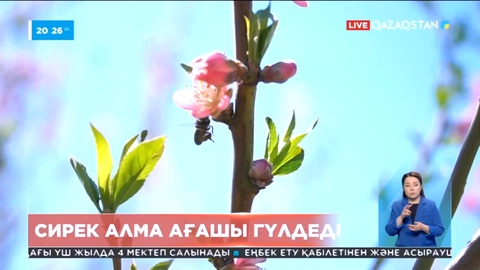 Түркістандағы Қарнақ ауылында «дәстүр» деп аталатын алма ағашы гүлдеді