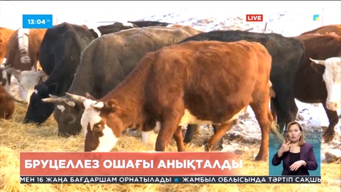 Қостанайда бруцеллез ошағы анықталды