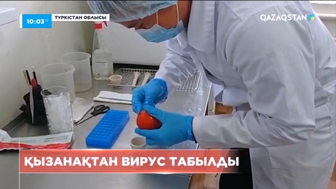 Түркістан облысында қызанақтан вирус табылды
