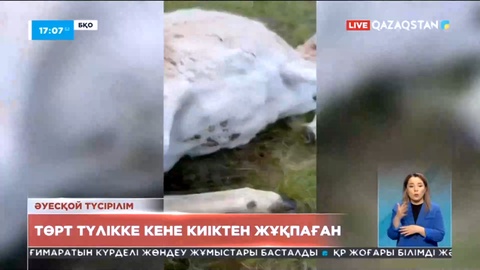 БҚО-да кене малға киіктен жұқпаған