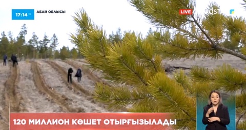 Абай облысында 5 жылда  120 миллион көшет отырғызылады