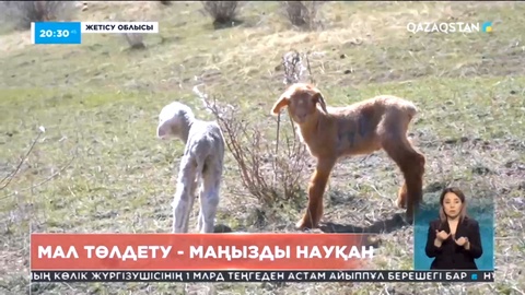 Жетісу облысында мал төлдету науқаны жүріп жатыр