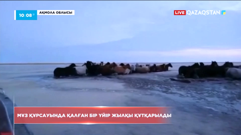 Ақмола облысында мұз құрсауында қалған бір үйір жылқы құтқарылды