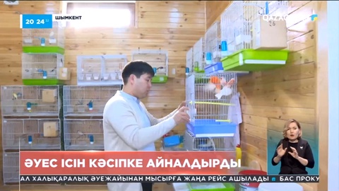 Шымкент тұрғыны тотықұстың бірнеше түрін өсіріп келеді