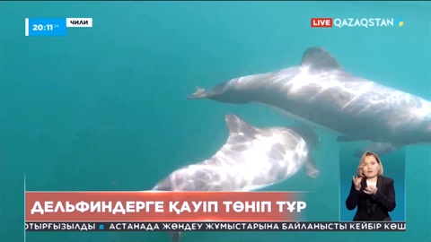 Чили жағалауларындағы дельфиндерге қауіп төніп тұр