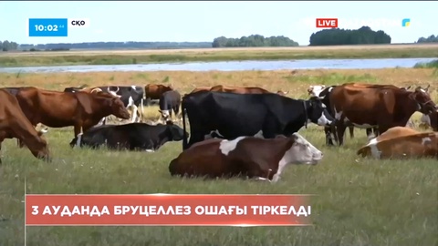 Солтүстік Қазақстан облысының 3 ауданында бруцеллез ошағы тіркелді