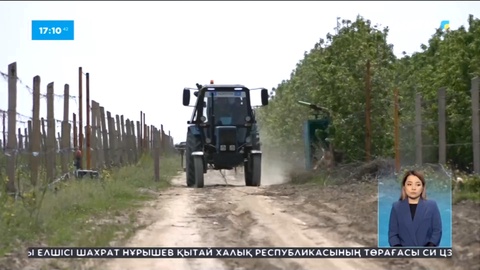 Түркістан облысында сорланған жерлерге бақша өнімдері өсірілуде
