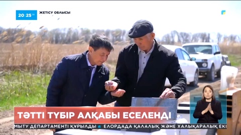 Биыл Жетісу облысында қант қызылшасы алқабы екі есеге өсті