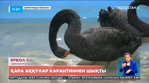 Қарағанды облысында қара аққулар карантиннен шықты