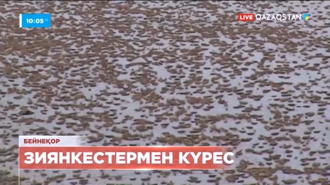 Түркістан облысында марокколық шегіртке қаптады