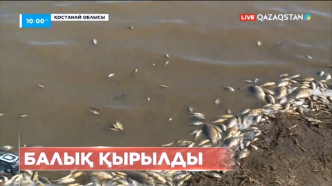 Қостанай облысындағы шағын көлде балық қырылды