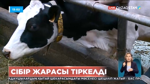 Ресейде сібір жарасы тіркелді