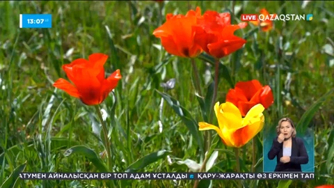 Шымкентте әсем қызғалдақтар бүр жарды