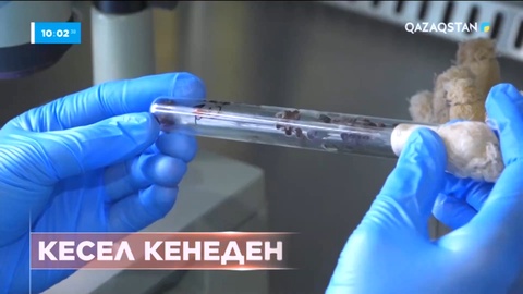 ШҚО-да соңғы аптада 12 адамды кене шаққан