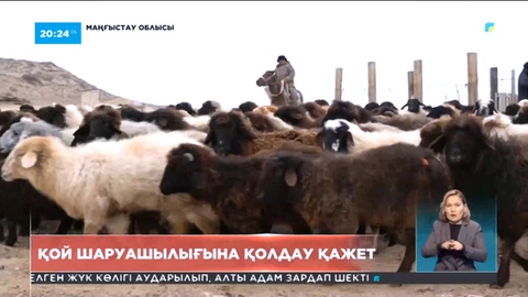 Маңғыстауда қой шаруашылығына қолдау қажет