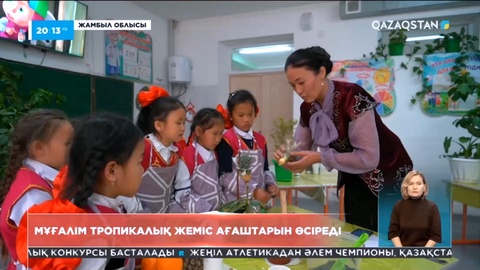 Жамбылда мектеп мұғалімі тропикалық жеміс ағаштарын өсіреді