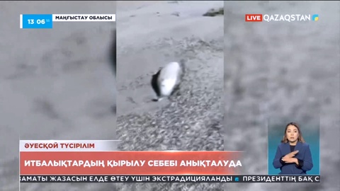 Маңғыстауда итбалықтардың қырылу себебі анықталуда