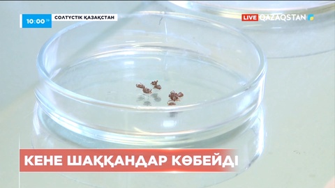 СҚО-да соңғы 40 күнде кене шаққан 100-ге тарта адам тіркелді