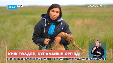 Батыс Қазақстан облысында киік төлдеп, лағын өргізді